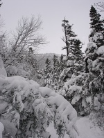 04491_snowy_christmas_trees