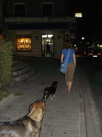 06762_dogs_following_mp