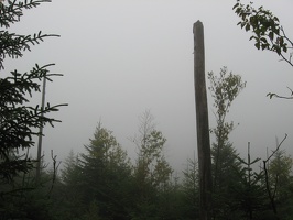 0018_fog_and_tree_trunk