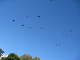 8776_birds_in_formation