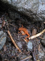 Salamander (closeup)