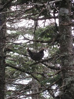 0972_perched_spruce_grouse