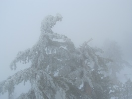 0446_snow_on_tree