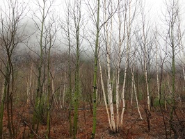 3655_green_and_white_birches