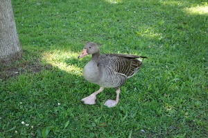 03740 duck