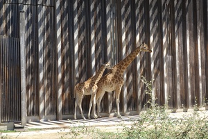 03746 two giraffes