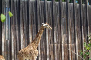 03750 giraffe with prehensile tongue