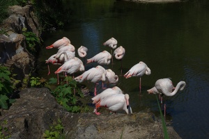 03756 flamingoes
