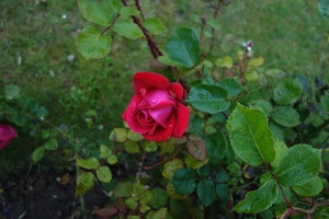 04300 red rose