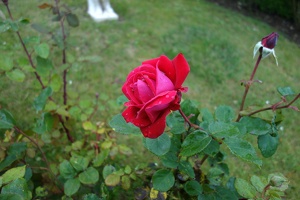 04304 rose again