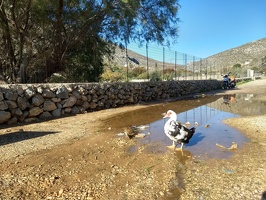 20171123 095206 duck near palionisos