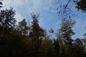 08448 fall slovenian forest