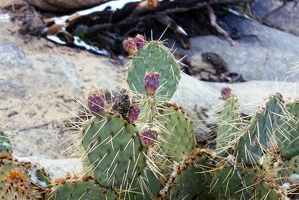 09739 cactus buds