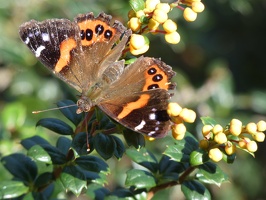 20738 red admiral