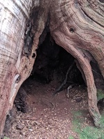 20200228124730745 tree root hiding spot