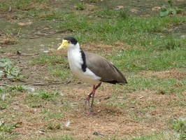 00705 spur winged plover