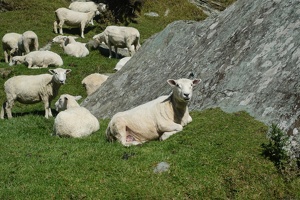 04316 heaps of sheep