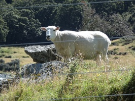 10900 fenced sheep