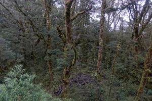 06100 goblin forest