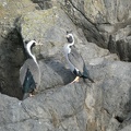 40647_spotted_shags.JPG
