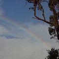 07416_tree_and_rainbow.JPG