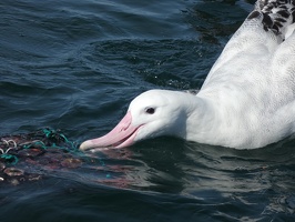 50733 albatross