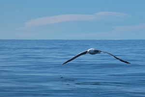 50941 albatross flying v1