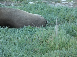 60339 seal on grass