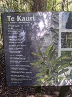 20201108 005054294 about kauri