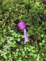 20201129 225303110 purple pouch fungus.PORTRAIT
