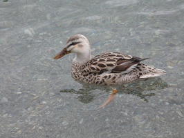 80297 pale duck