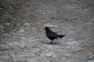 05623 blackbird
