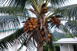 05147 coconuts