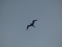 00056 frigatebird silhouette v1