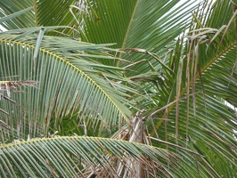 00256 palms