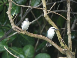 00294 two kingfishers