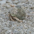 00515_hermit_crab_with_sand.JPG
