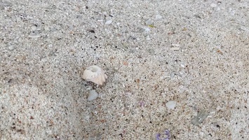 20210804 220430756 meanwhile a hermit crab hanging out