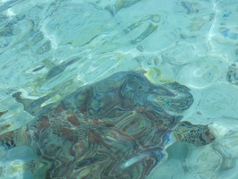 10617 sea turtle