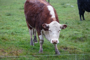 02691 brown cow