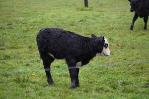02696 black calf