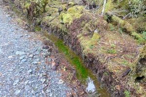 05890 ditch with green algae