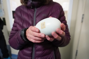 03078 holding a kiwi egg