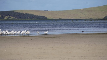 07353 spoonbills and an oystercatcher v1