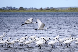 Birds near Te Hapua, April 24