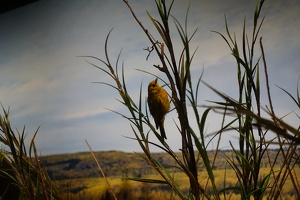 07245 yellow warbler