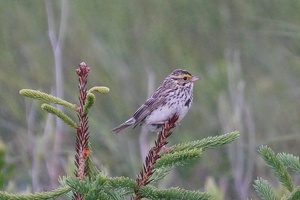 08225 savannah sparrow v1