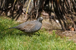 1067 california quail