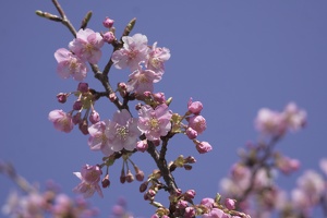 05297 blossoms again