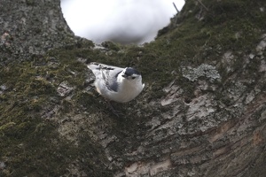 08610 white breasted nuthatch